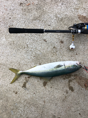 イナダの釣果