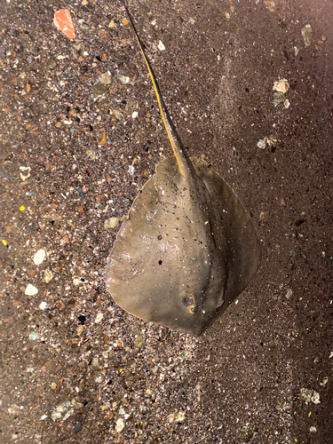 アカエイの釣果