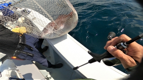 マダイの釣果