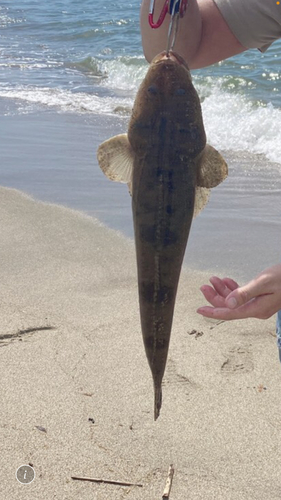 マゴチの釣果