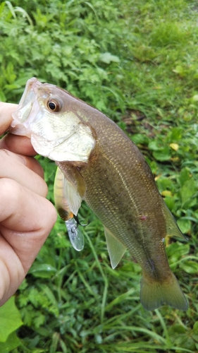 ラージマウスバスの釣果