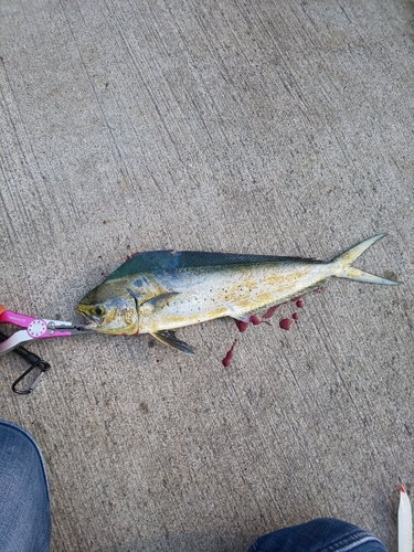 シイラの釣果