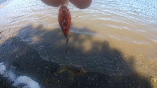 マハゼの釣果