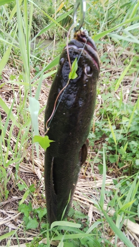 ライギョの釣果