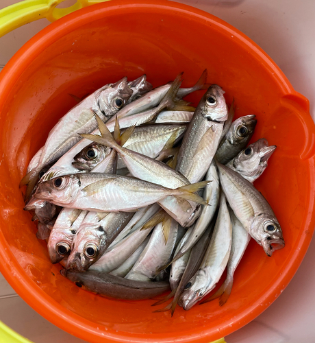 アジの釣果