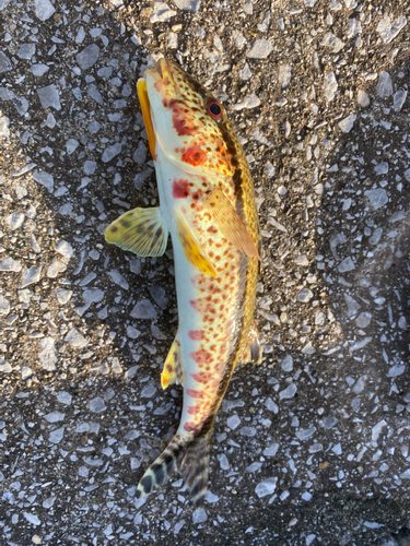 ヨメヒメジの釣果