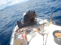 バショウカジキの釣果