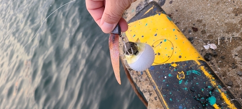 シロサバフグの釣果