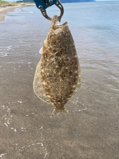 ソゲの釣果