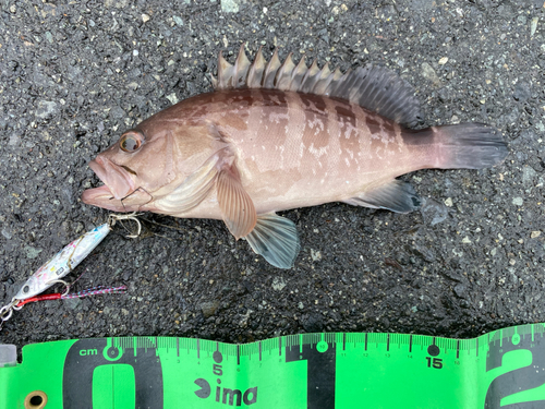 マハタの釣果