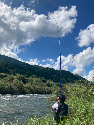 アユの釣果