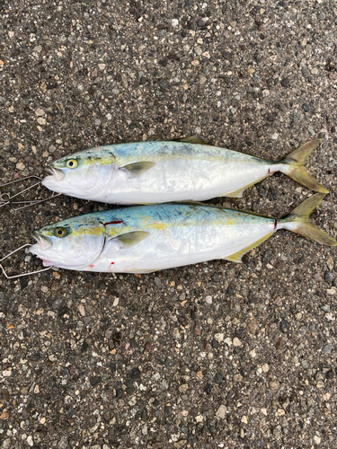 イナダの釣果