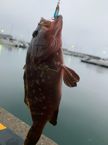 キジハタの釣果