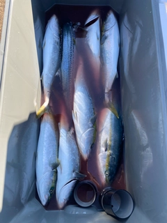 ハマチの釣果