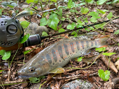 アマゴの釣果