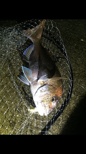 タイの釣果