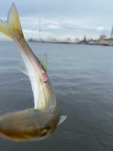 カマスの釣果