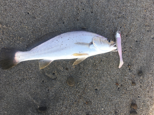 ニベの釣果