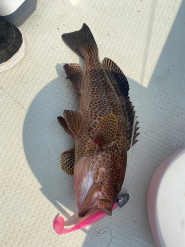 オオモンハタの釣果