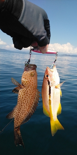 オオモンハタの釣果