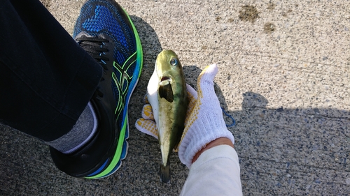 クロサバフグの釣果