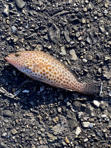 オオモンハタの釣果