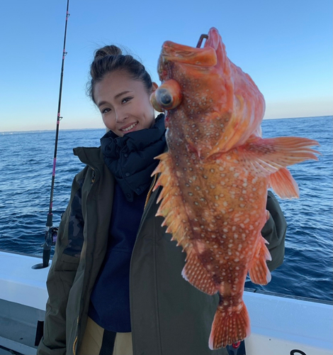 ウッカリカサゴの釣果