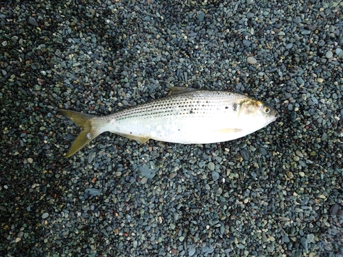 コノシロの釣果