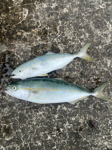 ツバスの釣果