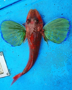 ホウボウの釣果