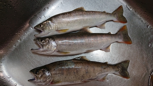 アマゴの釣果