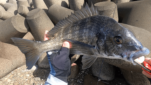 クロダイの釣果