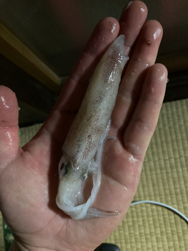 ケンサキイカの釣果