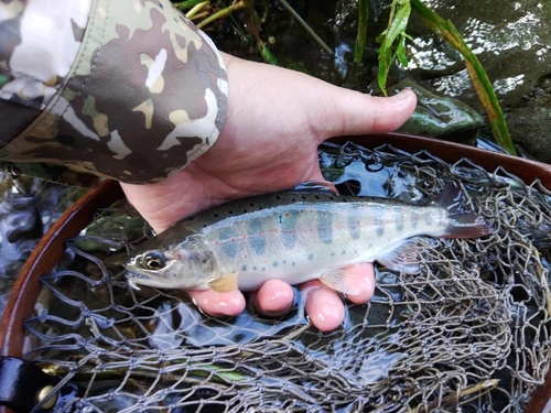 アマゴの釣果