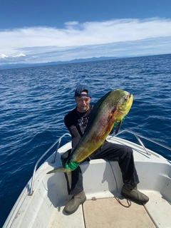 シイラの釣果