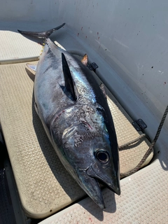 クロマグロの釣果