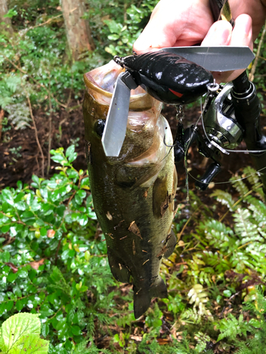 ラージマウスバスの釣果