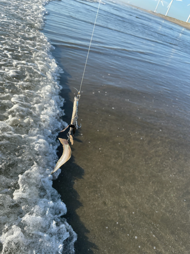 シタビラメの釣果