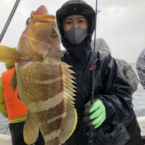 アオナの釣果