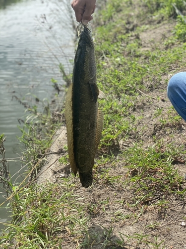 タイワンドジョウの釣果