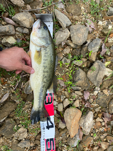 ブラックバスの釣果