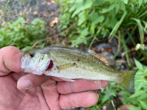 ブラックバスの釣果