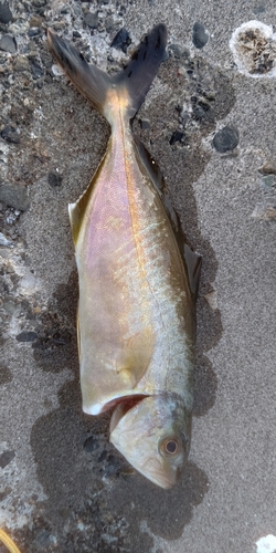 ショゴの釣果