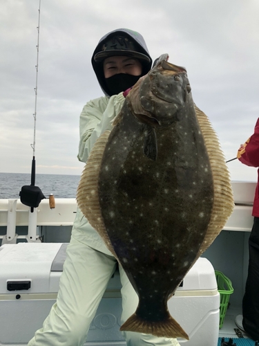 ヒラメの釣果