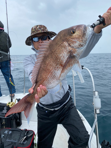 マダイの釣果