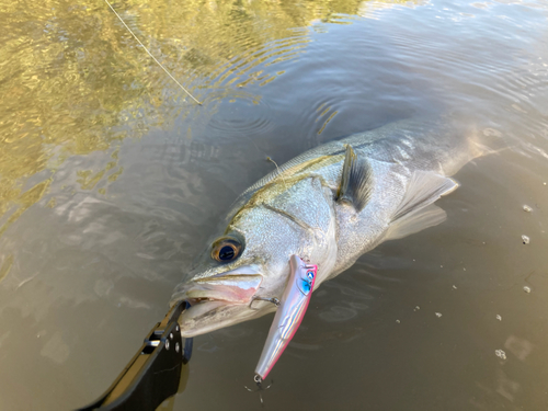 釣果