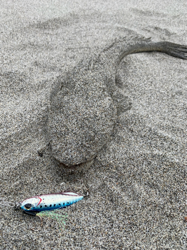 コチの釣果