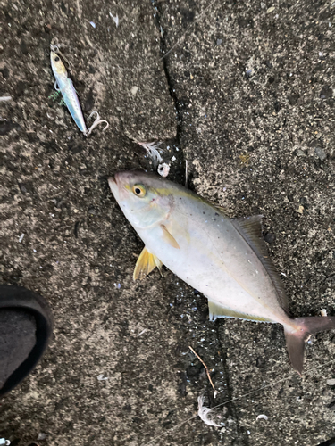 ショッコの釣果