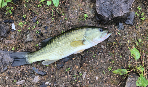 ブラックバスの釣果