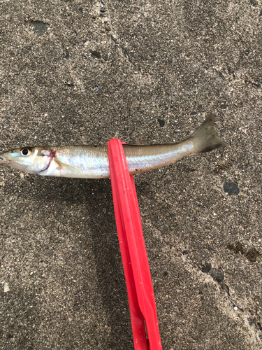 キスの釣果